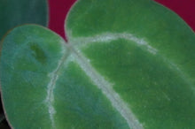 Load image into Gallery viewer, Anthurium Magnificum Seedling
