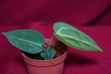 Load image into Gallery viewer, Anthurium Magnificum Seedling
