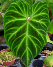 Load image into Gallery viewer, Philodendron Verrucosum "Dark" 4" Pot
