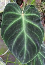 Load image into Gallery viewer, Philodendron Verrucosum "Verde"
